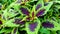 Amaranthus tricolor bireum tampala tandalio plant