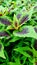 Amaranthus tricolor bireum tampala tandalio plant photo