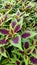 Amaranthus tricolor bireum tampala tandalio plant snap