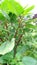 Amaranthus viridis chaulai saag