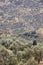 Amari valley in Crete with trees and road. Greece