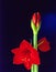 Amarillis flower