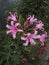 Amarine `Belladiva` with splendid starry bloom light pink