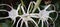 Amarylis lily white flower