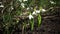 Amaryllidaceae, Amaryllidoideae, Galanthus elwesii Elwes`s snowdrop, greater snowdrop