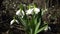Amaryllidaceae, Amaryllidoideae, Galanthus elwesii Elwes`s snowdrop, greater snowdrop