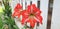 amaryllidaceae (Hippeastrum correiense) is a perennial herb, Asparagales, family Amaryllidaceae