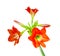 Amaryllis