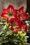 Amaryllis (Amaryllidaceae) flower