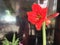 Amaryllis beautiful red flower
