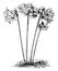 Amaryllis Belladona Habit at Flowering Season vintage illustration