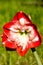 Amaryllis belladona (Hipperastrum)