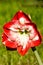 Amaryllis belladona (Hipperastrum)