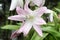 Amaryllis Belladonna Lily, close-up shot in garden against blurred background