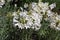 Amaryllis belladonna \'White Queen\' flowers.