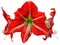 Amaryllis big red flowers isolated on white background. Belladonna or Jersey Lilies three flowering plants cut out