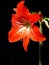 Amaryllis, black