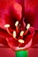 Amaryllis bloom