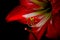 Amaryllis bloom, red against black background