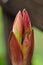 Amaryllis blooming