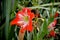 Amaryllis blooming, red and white striped