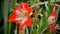 Amaryllis blooming, red and white striped