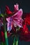 Amaryllis blooms still life