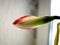 amaryllis buds bloom in spring on the windowsill