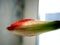 amaryllis buds bloom in spring on the windowsill