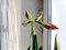 amaryllis buds bloom in spring on the windowsill