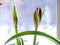 amaryllis buds bloom in spring on the windowsill