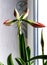 amaryllis buds bloom in spring on the windowsill