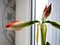 amaryllis buds bloom in spring on the windowsill