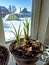 amaryllis buds are blooming in a pot on the windowsill