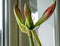 Amaryllis buds are ready to open, future petals are already blushing