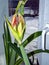 Amaryllis buds are ready to open, future petals are already blushing