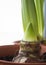 Amaryllis bulb with sprouting flower bud