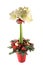 Amaryllis christmas table decoration