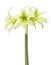 Amaryllis Evergreen isolated on white background