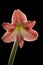 Amaryllis flower, black background