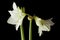 Amaryllis flower on black background