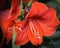 Amaryllis Flower Blooming, Flowering Bulb