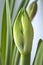 Amaryllis flower bud growing on window sill