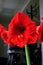 Amaryllis flower close up. Hippeastrum near window