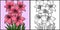 Amaryllis Flower Coloring Colored Illustration