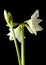 Amaryllis flower isolated on black background