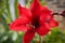 Amaryllis flower, red hibiscus. Bright red flowers with fine filaments are visible