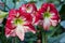 Amaryllis flower in the tropical jungles.