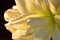 Amaryllis flower with water drops