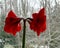 Amaryllis flowers